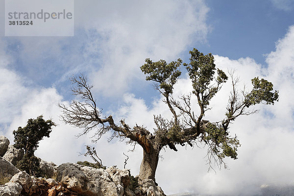 Alte sterbende Steineiche (Quercus ilex)  Kritsa  Kreta  Griechenland