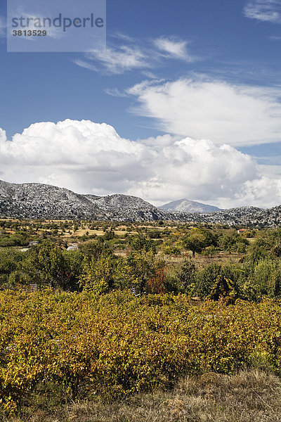 Weinbau in Katharo-Ebene (Katharos Plateau)  Ostkreta  Kreta  Griechenland