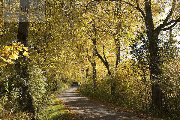 Herbstliche Linden-Allee in Buchberg  Geretsried  Oberbayern  Deutschland