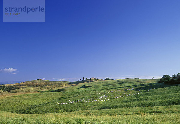 Le Crete bei San Giovanni  Toskana  Italien