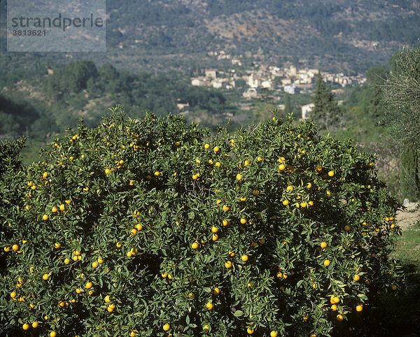 Orangenbaum  Fornalutx  Sierra de Tramuntana  Mallorca  Spanien