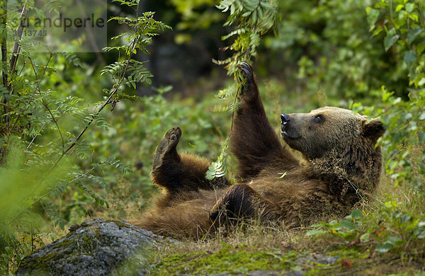 Braunbär (Ursus arctos) beim Spielen