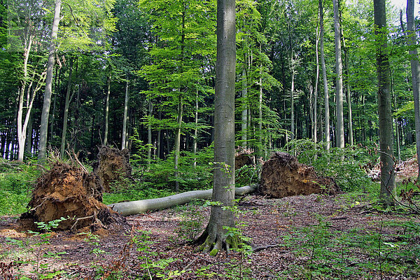 Umgefallene Buchen im Wald nach einem Sturm