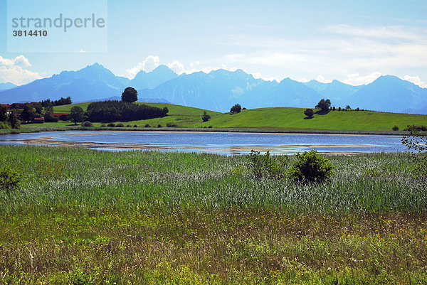 Moorsee im Voralpenland  Allgäu  Bayern  Deutschland  Europa