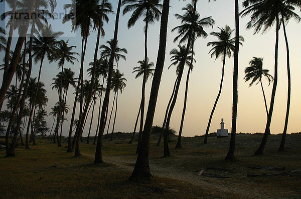 Palmenlandschaft in Goa  Indien  Asien