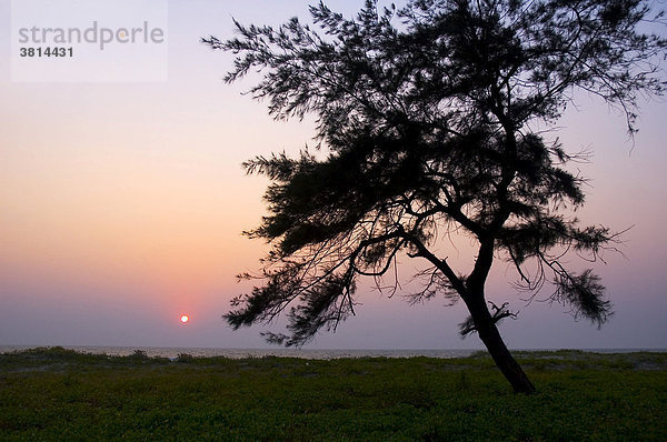 Baum und Sonnenuntergang in Goa  Indien  Asien