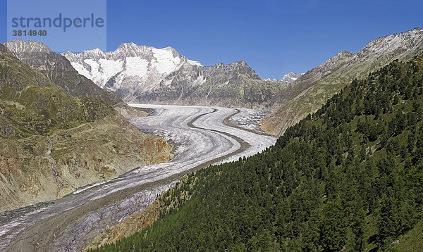 Naturschutzgebiet Grosser Aletschgletscher  Wallis  Schweiz  Europa