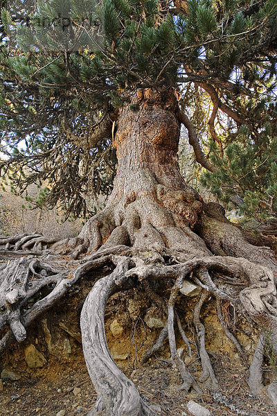 Naturschutzgebiet Aletschwald  Wurzeln einer Arve (Pinus cembra)  Wallis  Schweiz  Europa