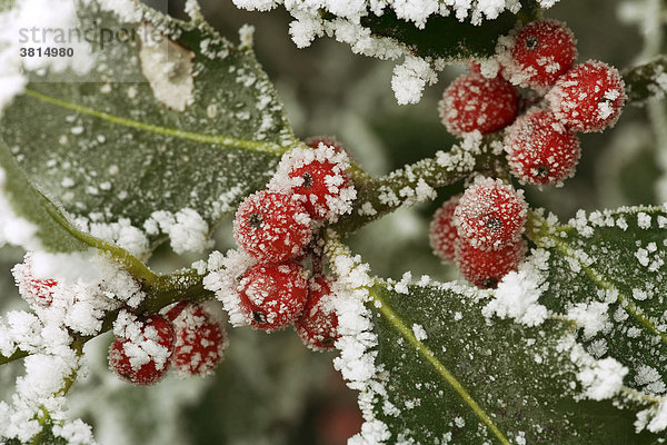 Rote Beeren der Stechpalme (Ilex aquifolium) mit Raureif überzogen