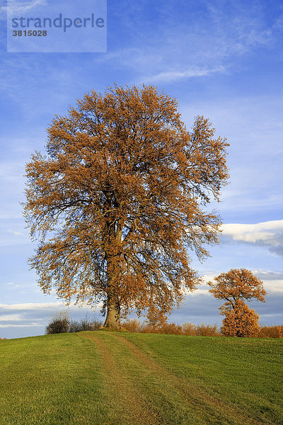 Stieleichen (Quercus robur) mit Herbstlaub  Schweiz