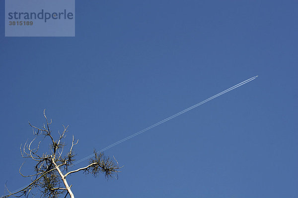 Kondensstreifen eines Düsenflugzeugs hinter einem Baum