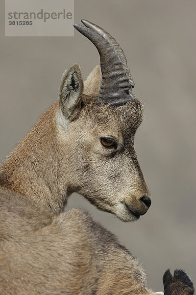 Junger Steinbock (Capra ibex)