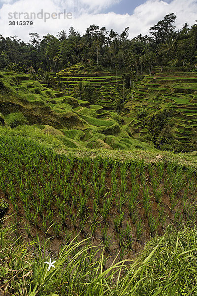 Reis-Terrassen auf Bali  Indonesien