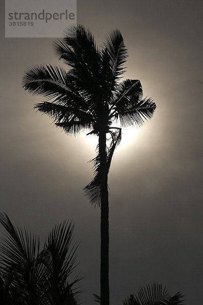 Kokospalme im Mondschein auf Bali - Indonesien