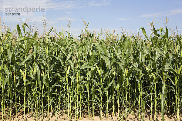 Ein Maisfeld kurz vor der Reife
