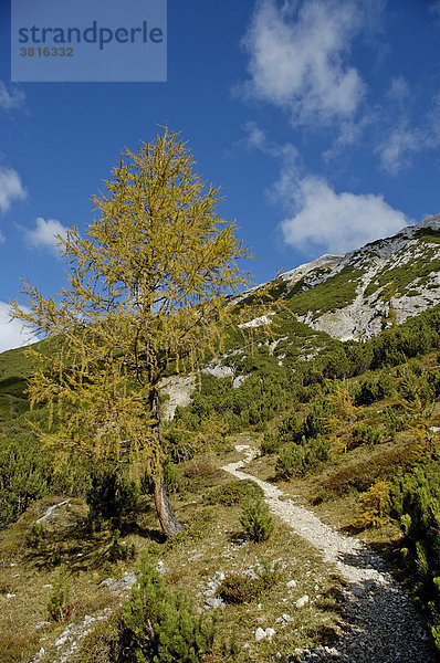 Weg von der Halleranger Alm zum Suntiger  Karwendelgebirge  Tirol  Österreich