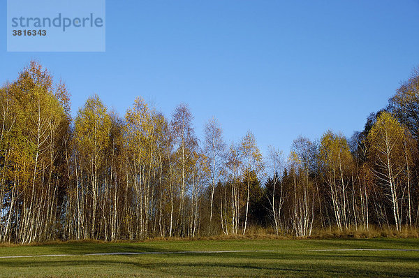 Birken im Herbst