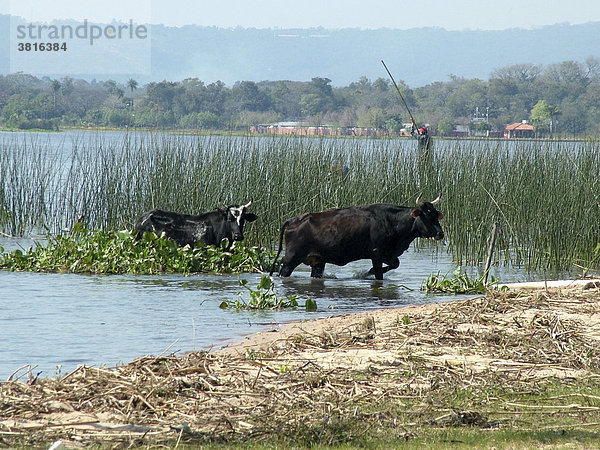 Rinder baden im Ypacarai-See in der Nähe von Asuncion  Paraguay