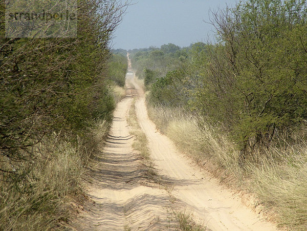 Einsame Sandpiste nach Nueva Asuncion  an der menschenleeren Grenze zwischen Paraguay und Boliven  Gran Chaco