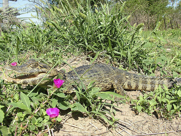 Gut getarnter Glattstirnkaiman  Zwergkaiman (Paleosuchus palpebrosus)  am Rio Paraguay  Paraguay