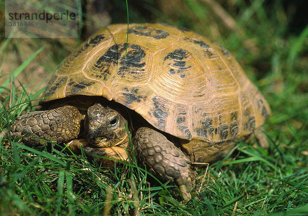 Steppenschildkröte (Testudo horsfieldii)