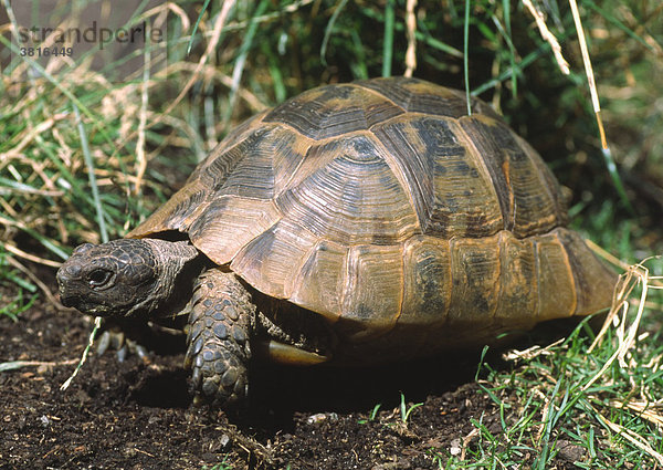 Maurische Landschildkröte (Testudo graeca)