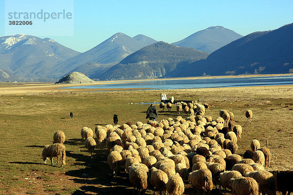 Schaf Ovis aries See Herde Herdentier Vogelschwarm Vogelschar Kampanien Italien