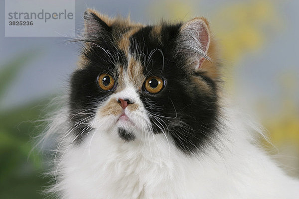 Perserkatze  tortie-white-Harlekin