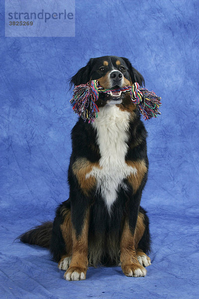 Berner Sennenhund haelt Spielzeug im Maul Spieltau  Spielseil