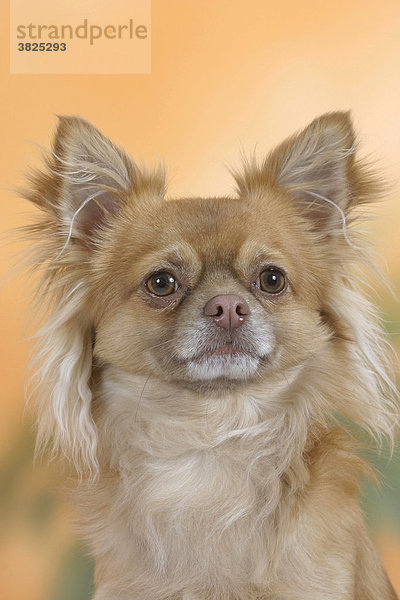 Chihuahua  langhhaarig