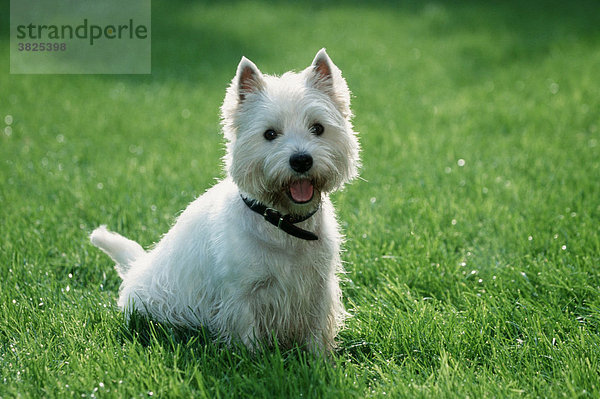 West Highland White Terrier Westie