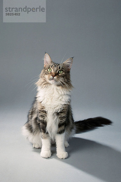 Maine-Coon-Katze  black-tabby-classic/weiss