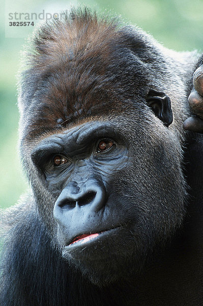 Westlicher Flachlandgorilla  Silberruecken (Gorilla gorilla gorilla)