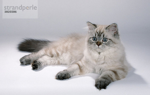 Colorpoint-Perserkatze  tabby-point