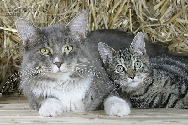 Maine-Coon-Katze und Hauskatze  5 Monate