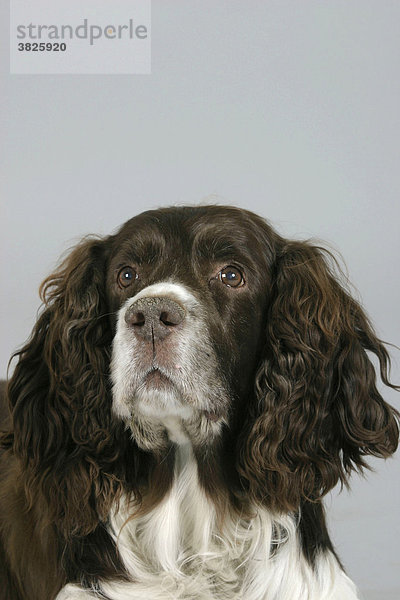 English Springer Spaniel alter Hund