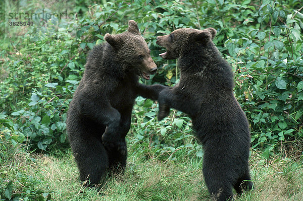 Europaeische Braunbaeren  Jungtiere spielen miteinander (Ursus arctos) Europäischer Braunbär