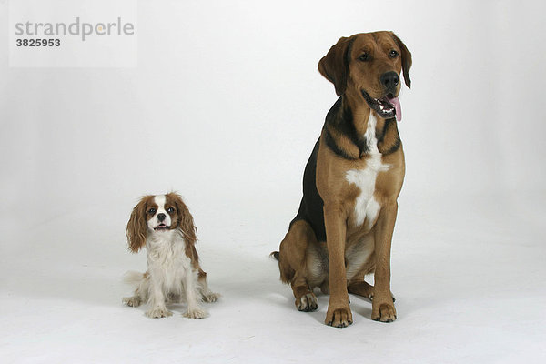 Mischlingshund und Cavalier-King-Charles-Spaniel
