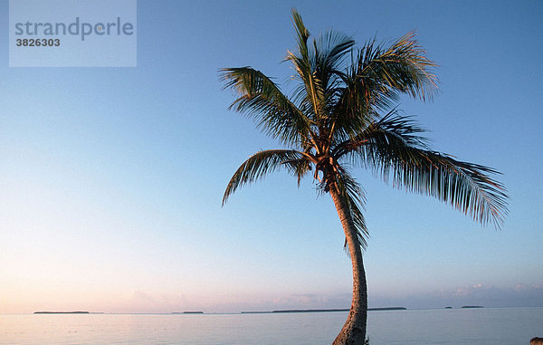 Kokospalme im Morgenlicht  Everglades Nationalpark  Florida  USA (Cocos nucifera)