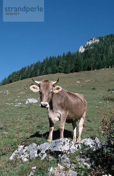 Hausrind  Alpen  Berchtesgaden  Bayern  Deutschland Kuh  Kuehe  Kühe