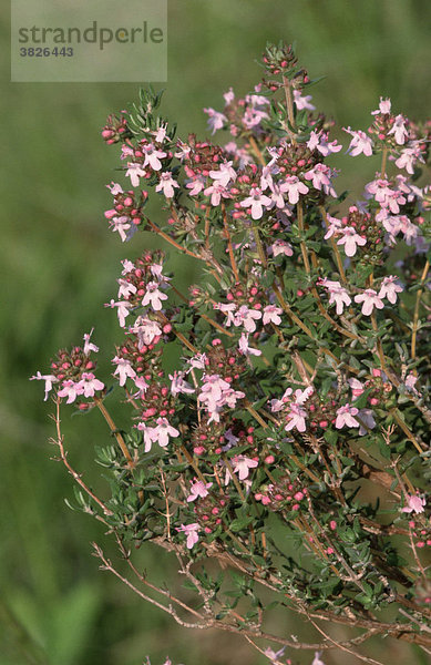 Feldthymian  Provence  Suedfrankreich (Thymus serpyllum)