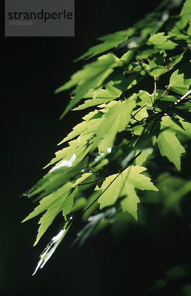 Norway Maple leaves  Germany (Acer platanoides)