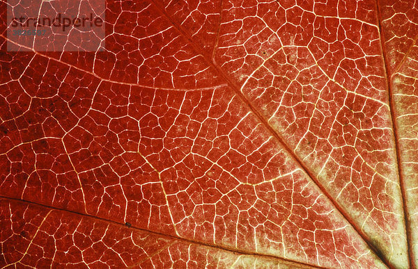 Wilder Wein  Blattdetail im Herbst (Parthenocissus tricuspidata veitchii)