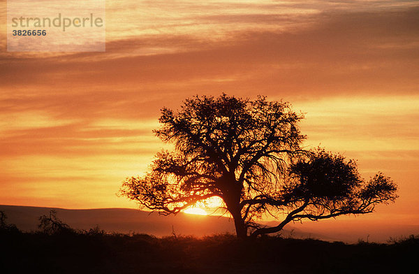 Kameldornbaum bei Sonnenaufgang  Sossusvlei  Namib-Naukluft Park  Namibia (Acacia erioloba) Huelsenfruechtler  Leguminosae