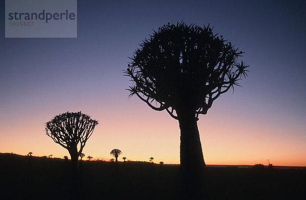 Koecherbaeume in der Abenddaemmerung  Keetmannshoop  Namiba (Aloe dichotoma) Köcherbaum