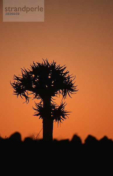 Koecherbaum in der Abenddaemmerung  Keetmannshoop  Namiba (Aloe dichotoma) Köcherbaum