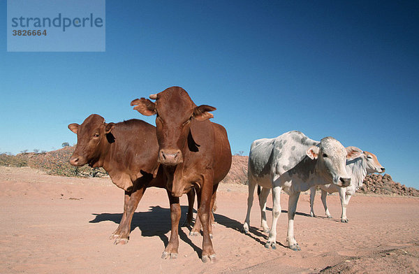 Hausrinder  Kuehe  Damaraland  Namibia Kuh  Kuehe  Kühe