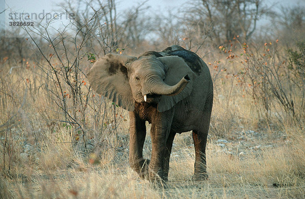 Afrikanischer Elefant  Etoscha Nationalpark  Namibia (Loxodonta africana)