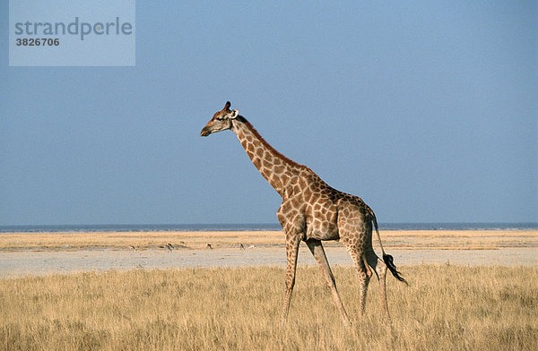 Giraffe  Etoscha Nationalpark  Namibia (Giraffa camelopardalis)