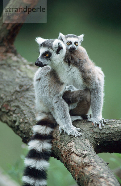 Kattas  Weibchen mit Jungtier (Lemur catta)